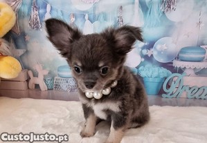 Chihuahua macho de plo comprido c pedigree e afixo