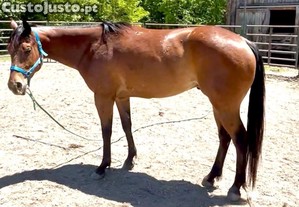 Cavalo Quarto de Milha americano disponível