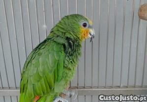 imagem_2
