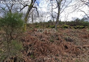 Terreno Montalegre