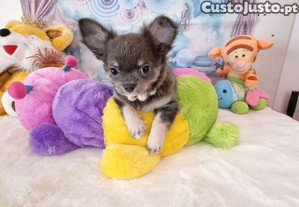 Chihuahua macho de plo comprido c pedigree e afixo