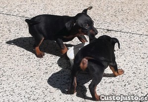 imagem_2