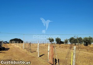 imagem_6