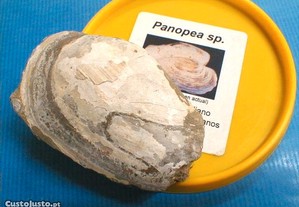 Panopea sp. fóssil 9x6x4cm