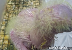 imagem_2