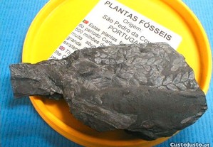 Planta fóssil 10x6x0,5cm
