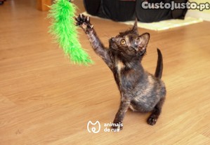 imagem_2