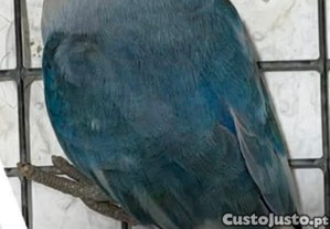 imagem_2
