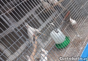 imagem_1
