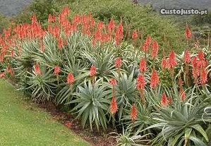 Cactos adulto Aloe Arborescens de flor vermelha alaranjada com + de 3A