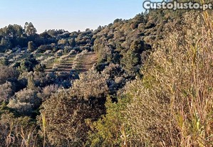 Terreno rstico ideal para olival - Ftima