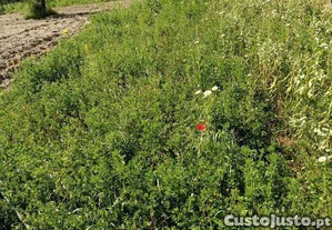 imagem_26