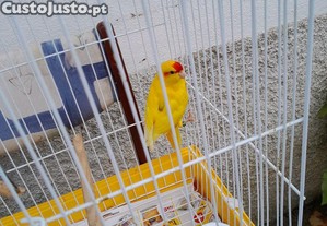 imagem_1