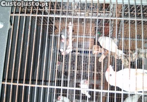 imagem_2