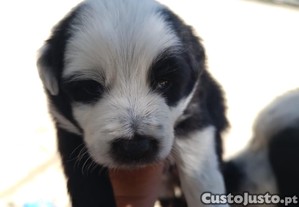 imagem_4
