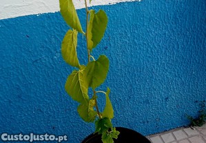 Amoreira Morus Alba