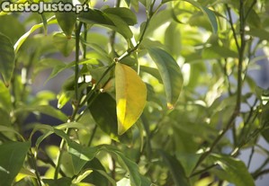 Plantas raras e exticas