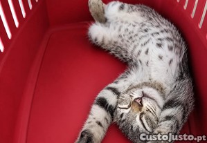 imagem_6