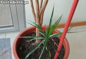imagem_6