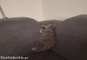 Scottish Fold e Scottish Straight.