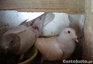 imagem_3