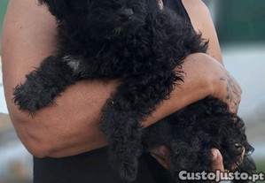 imagem_4