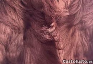 imagem_7