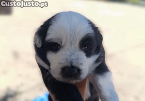Cachorro Border Collie lindo