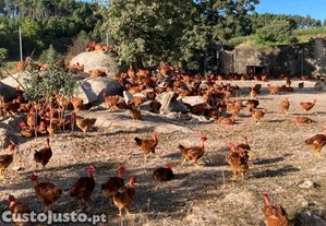 Frango de campo criado em liberdade