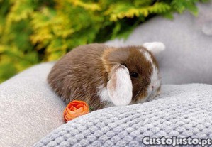 imagem_8