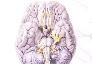 Manual de Neuroanatomia Humana Guia Prático
