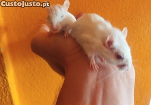 imagem_2