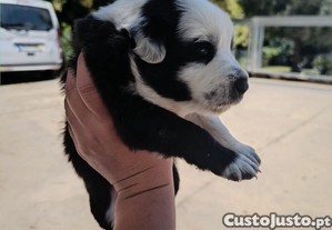 imagem_3