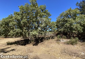 imagem_10
