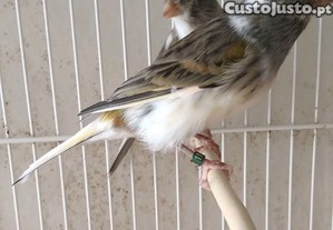 imagem_2