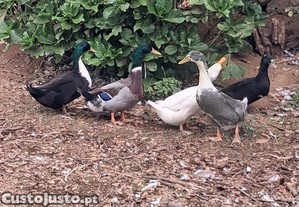 imagem_1