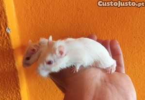 imagem_3