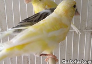 imagem_3