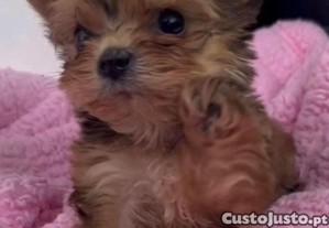 imagem_3