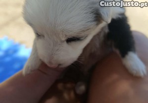 imagem_3