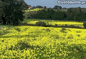 Terreno Agrícola em Palmela