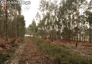 imagem_15