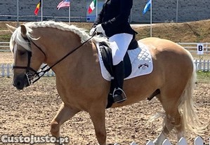 Palomino hispano-bretão
