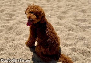 Poodle Red