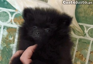 Spitz Alemo Ano ou Lulu da Pomernia