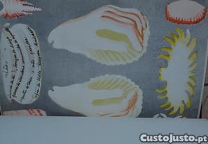 imagem_7