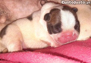 imagem_3