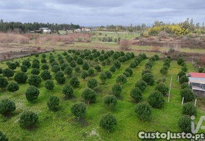 Terreno Agrícola em Ervedal e Vila Franca da Beira