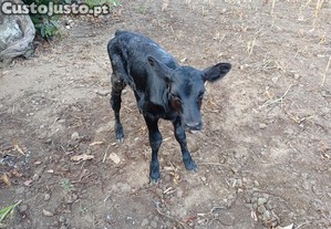 Vitela angus