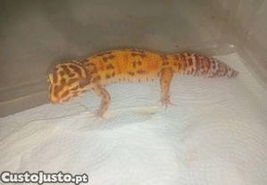 Gecko leopardo